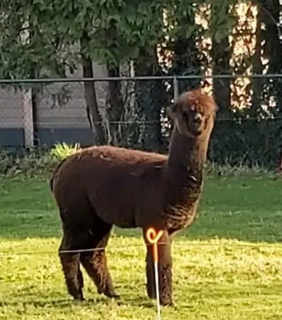 Apart-hotel Boerderij *