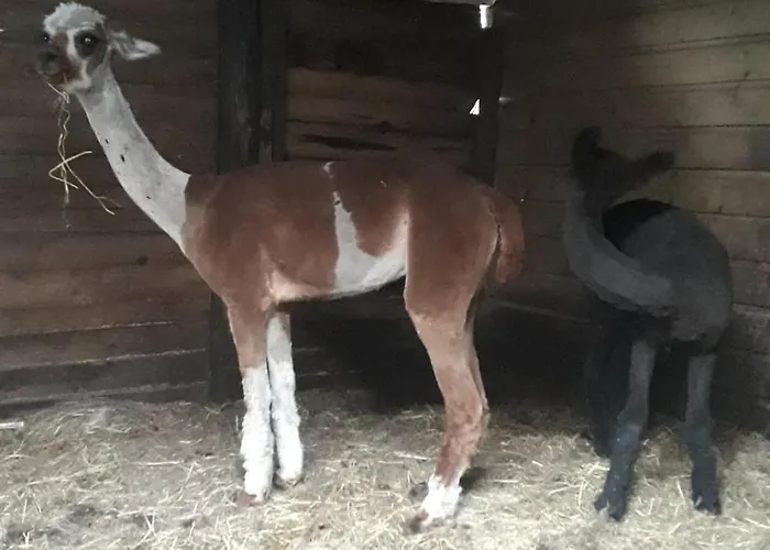 아파트호텔 Boerderij 베스트